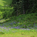 Rainier Wildflower Meadow