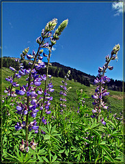 Lupines in a Meadow