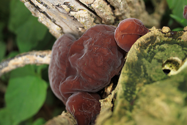 Jelly Fungus