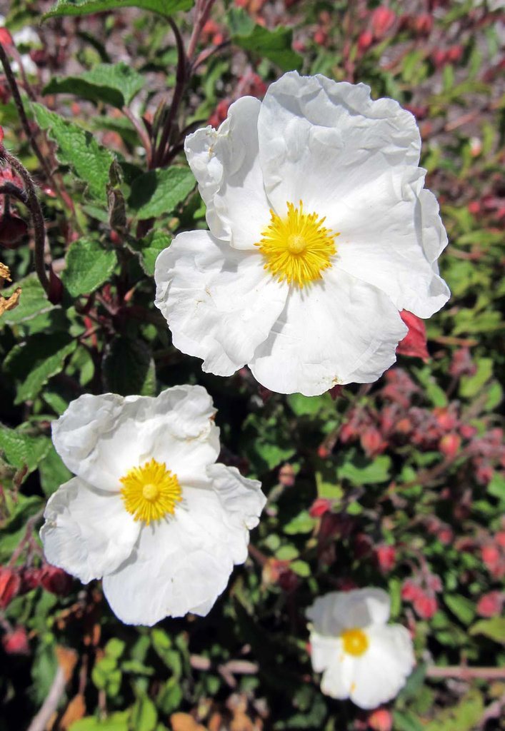 whiteblossoms