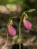 Cypripedium acaule (Pink Lady's-slipper orchid)