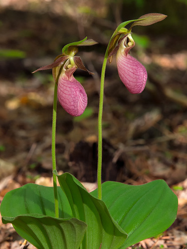 Cypripedium acaule (Pink Lady's-slipper orchid)