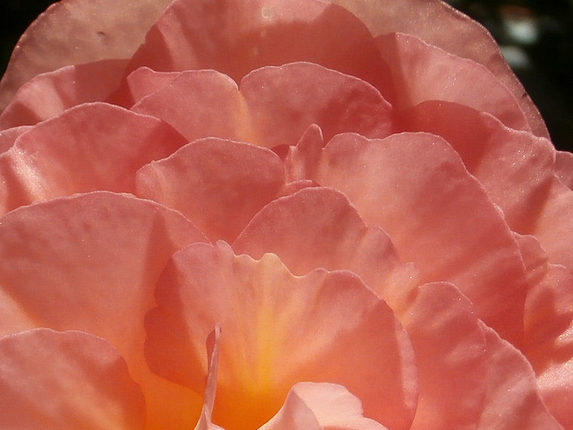 The petals of the peach begonia looks like a fan