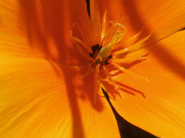 The centre of a poppy