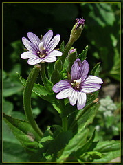 Tiny Lavender Blossoms