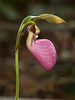 Cypripedium acaule (Pink Lady's-slipper orchid)