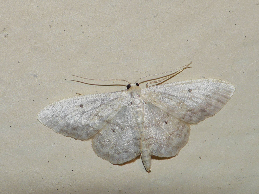 Small Fan-footed Wave 1