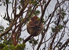 koala infestation