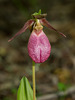 Cypripedium acaule (Pink Lady's-slipper orchid)