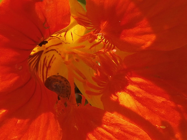 A tiny snail has found his way into the centre of the nasturtium