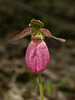 Cypripedium acaule (Pink Lady's-slipper orchid)