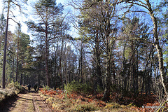 Sunshine Woodland Walk #3