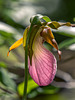 Cypripedium acaule (Pink Lady's-slipper orchid)