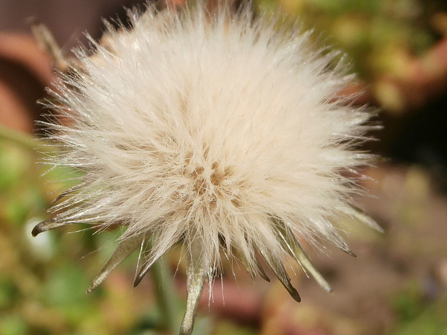 The clock fluff of a weed, but it's so pretty