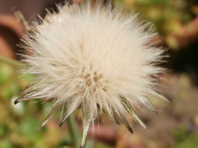 The clock fluff of a weed, but it's so pretty