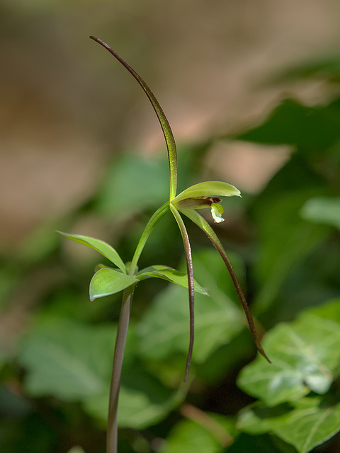 Isotria verticillata (Large Whorled Pogonia orchid)