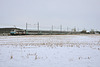 Corail dans la neige