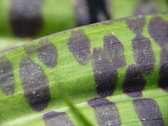 Common Spotted Orchid