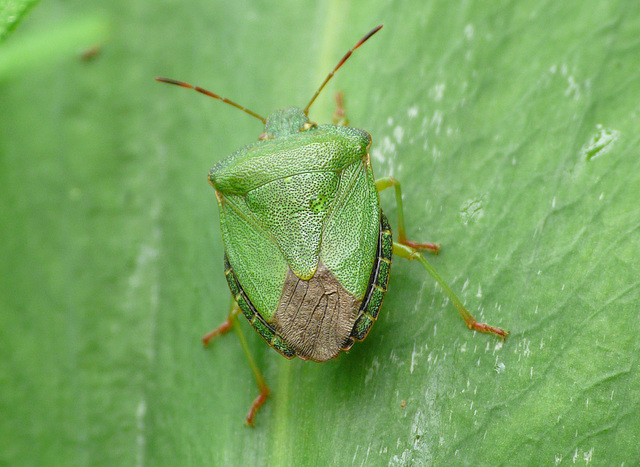 Common Green Shieldbug