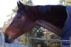 Sunshine Woodland Walk - No Mints for me? #4