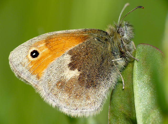 Small Heath Butterfly