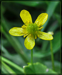 Tiny Yellow Blossom