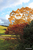 Sunshine and Autumn colours