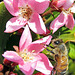 Pink Flower and Honey Bee
