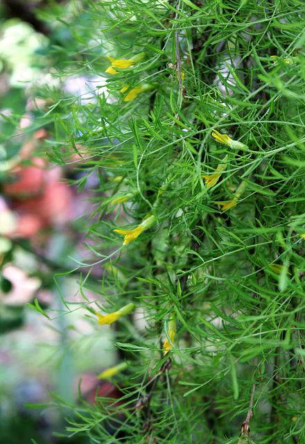 Caragana arborescens 'Walker' Pendula