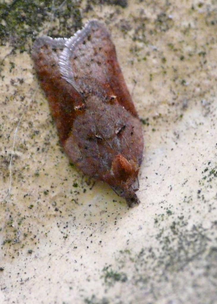 Acleris Comariana/Laterana