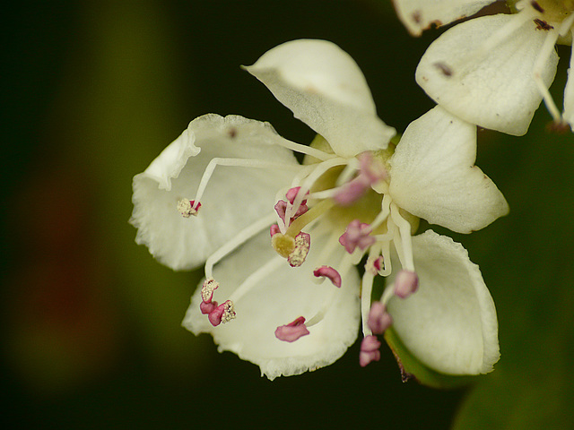 Hawthorn Flower