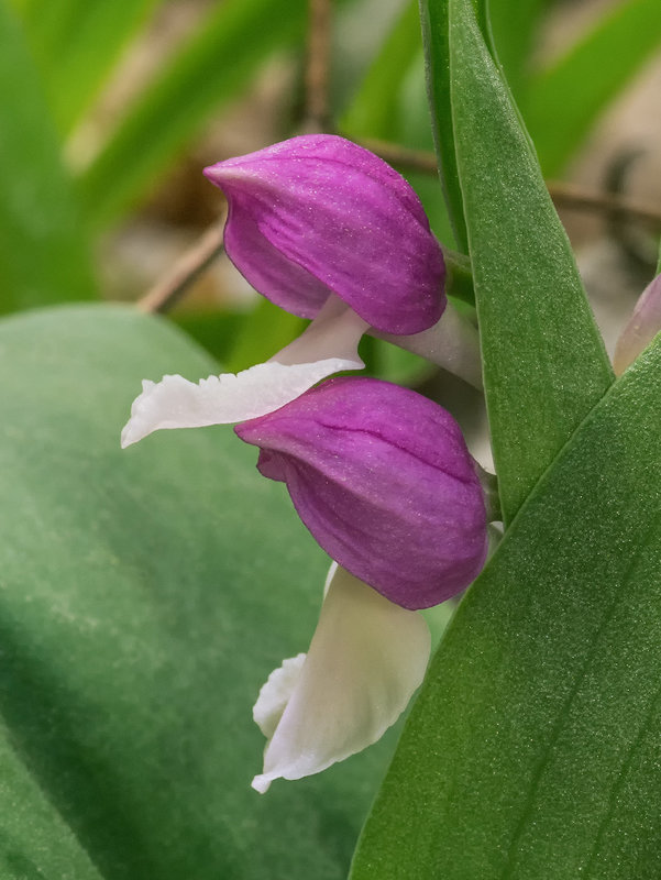 Galearis spectabilis (Showy orchis)