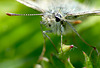 Grizzled Skipper Marline