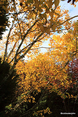 Sunshine and Autumn colours