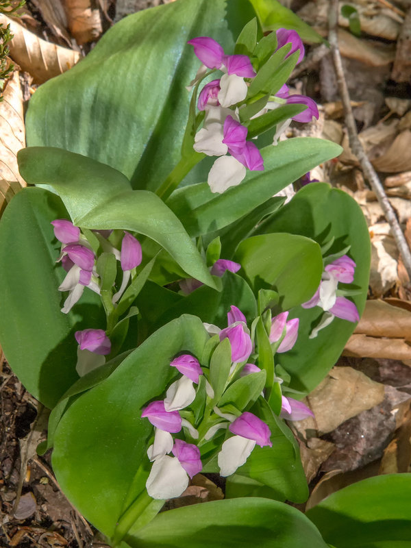 Galearis spectabilis (Showy orchis)