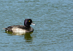 Tufted Duck