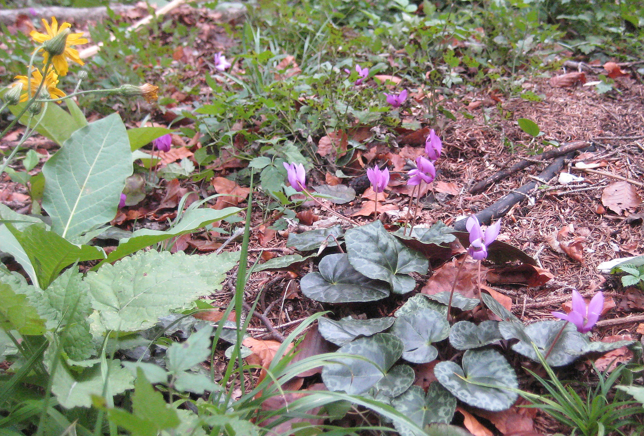 Alpenveilchen im Herbst [Cyclamen]