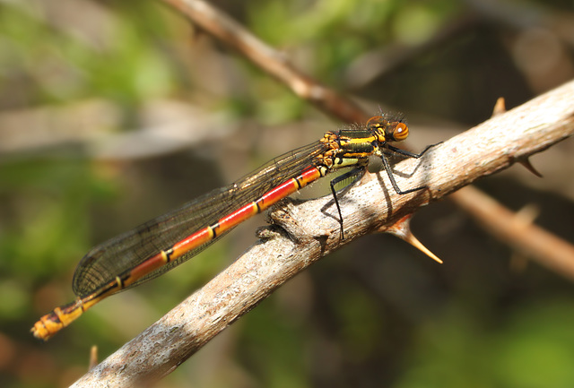 Large Red Damsel