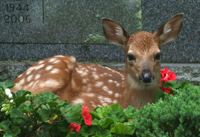 Fawn