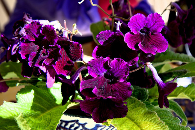 African Violets