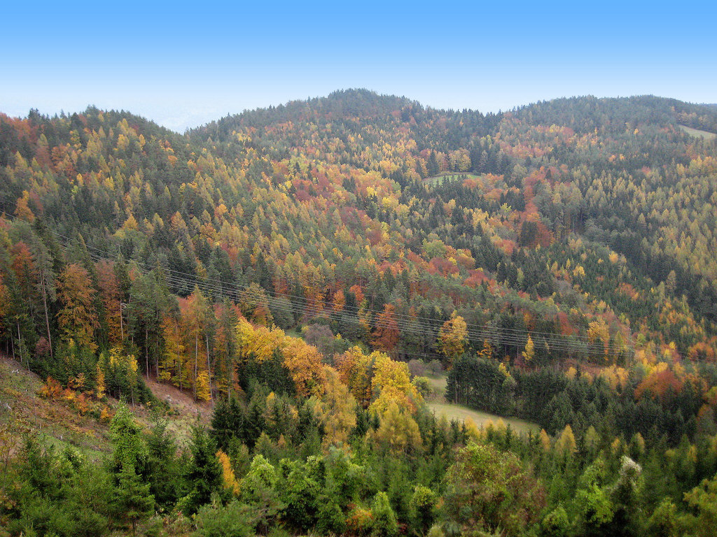 Herbstwald