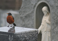 Robin and Jesus