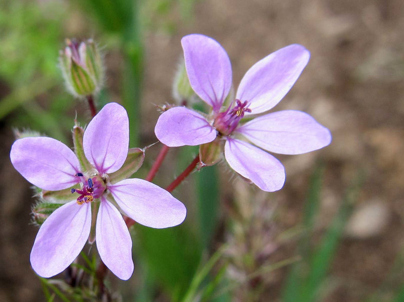 tinylavenderblossoms