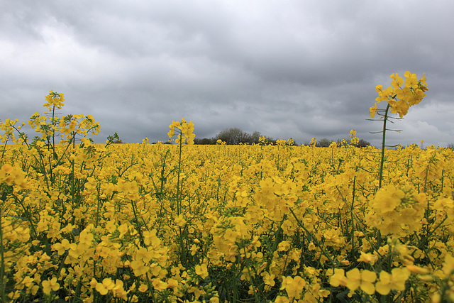 Rapeseed