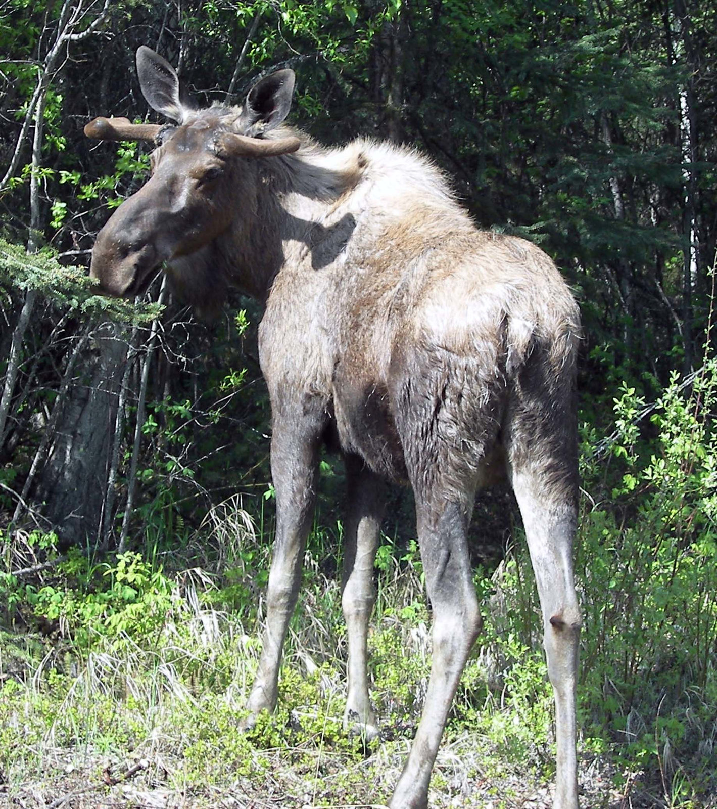 Young Bull Moose