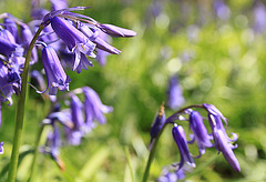 Compulsory Bluebell Photo