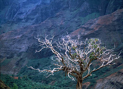 Kauai Waimea Canyon 1 Tree