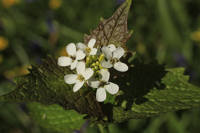 Garlic Mustard