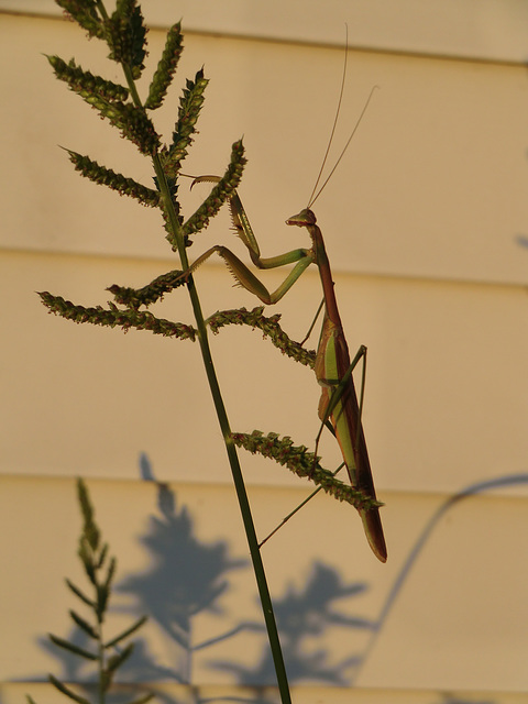 Praying Mantis