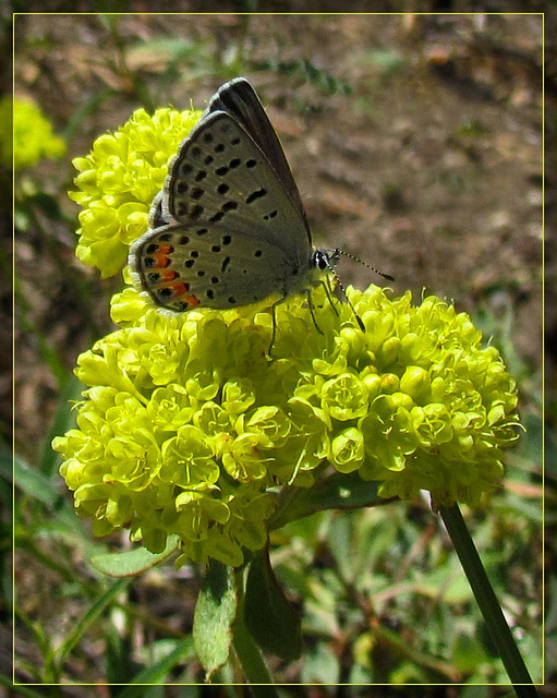 Acmon Blue Butterfly on Yellow Blossoms
